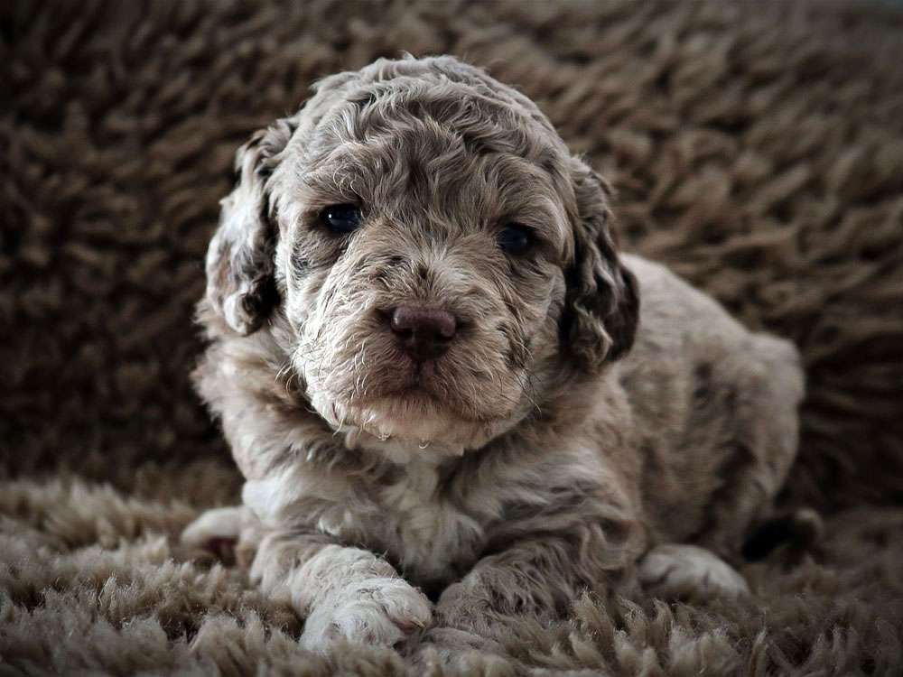 Labradoodle-Welpe